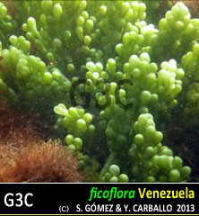 Caulerpa cylindracea Caulerpa cylindracea