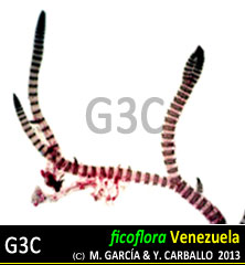Ceramium vagans Ceramium vagans