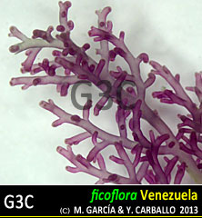Laurencia obtusa Laurencia obtusa