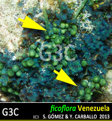 imagen Especie