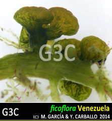 imagen Especie
