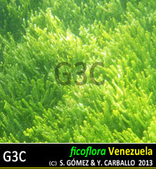 imagen Especie