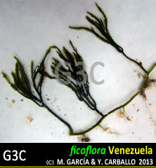 imagen Especie