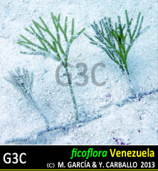 caulerpa_cupressoides_flabellata