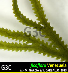 imagen Especie