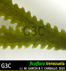 imagen Especie