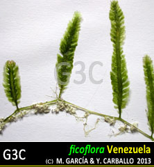 imagen Especie