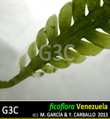 imagen Especie
