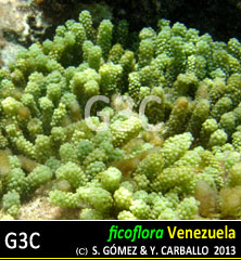 imagen Especie