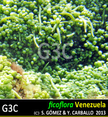 imagen Especie