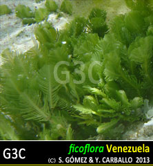 imagen Especie