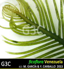 imagen Especie