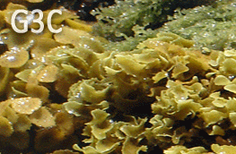 Turbinaria y Sargassum