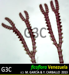 Centroceras gasparrinii