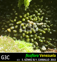 Codium repens